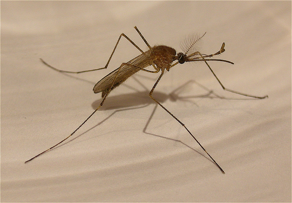mosquito 2