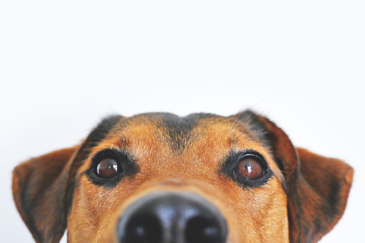 close up shot of a brown dog